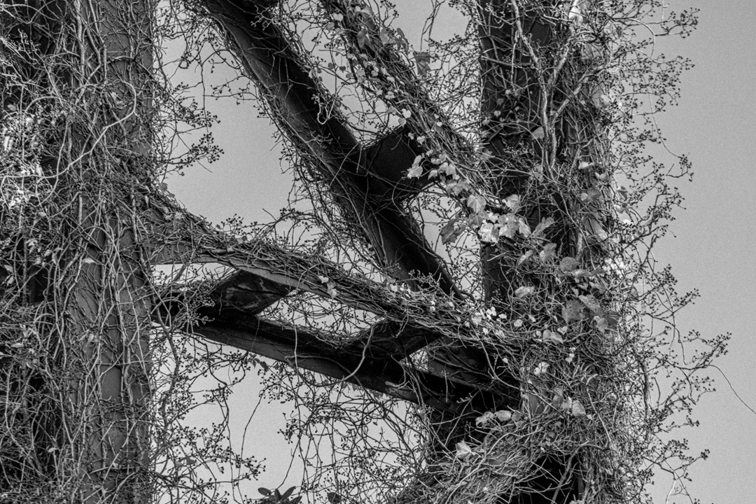 Van gewoon naar bijzonder: Apeldoorn Photo Pop Up laat je anders kijken